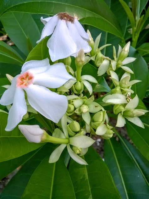 福樹開花|福木開花結果實, 就像柑桔.